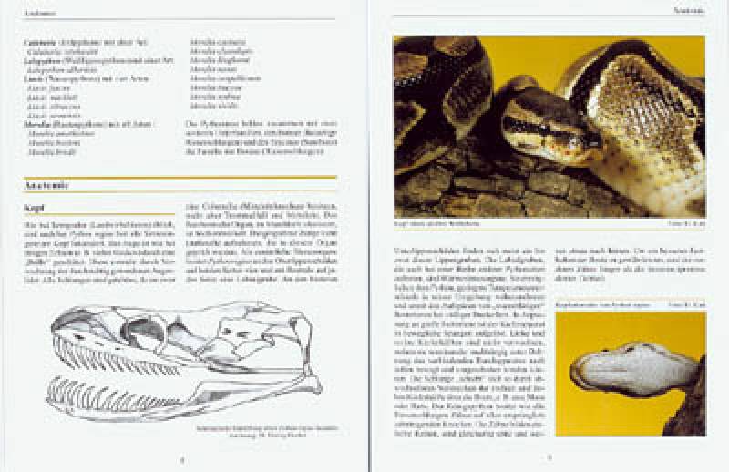 Preview: Python regius – Der Königspython